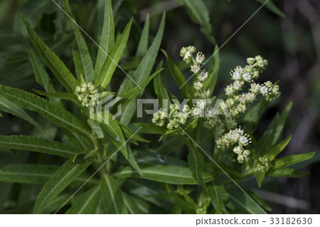 Taconoashi Taconoashi 33182630