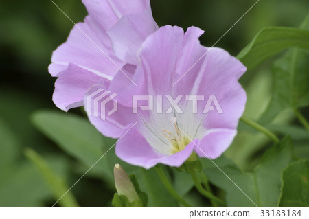 一張陽光明媚的臉 33183184