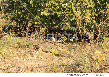 Uguisu仍然是一棵樹 Uguisu仍然是一棵樹 33183225