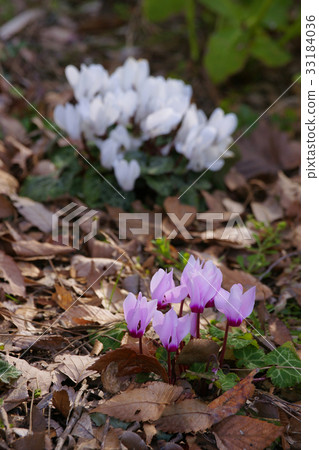 Cyclamen 33184036