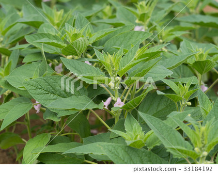 Sesame field 33184192