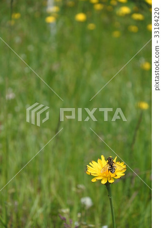 蒲公英和蜜蜂 33184220