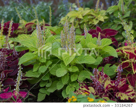 錦紫蘇 錦紫蘇 33184267