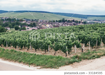 Vineyard in France 33184595