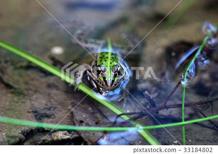 Frontal Tuna fish frog 33184802