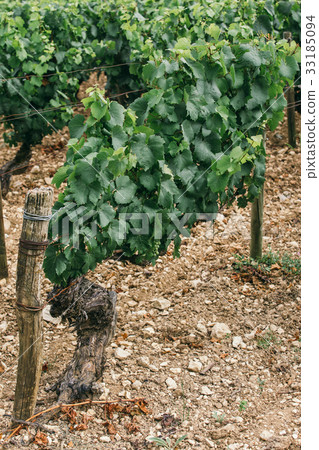Bush of grapes in the field Bush of grapes in the field 33185094