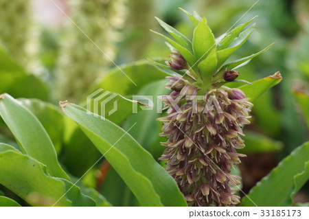 Yukomisu Yukomisu 33185173