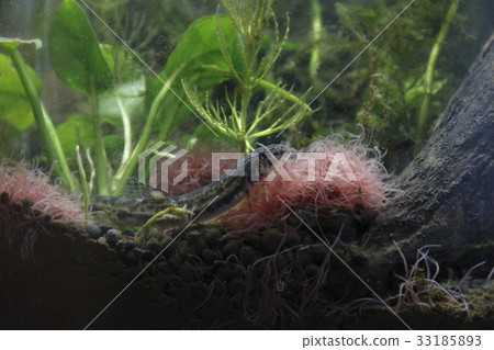 Tubifex (Threadworm) Tubifex (Threadworm) 33185893