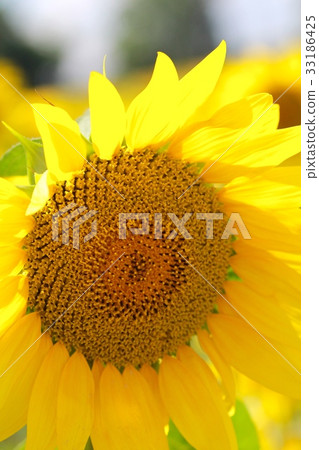 Sunflower fields in Hokuryu Town - Hokkaido Travel Sunflower fields in Hokuryu Town - Hokkaido Travel 33186425