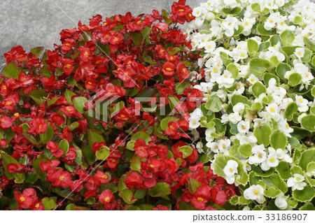 Begonia Red white 33186907