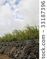 Sugar cane field Miyakojima, Okinawa Prefecture 33187396