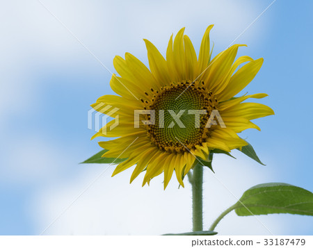 Sunflower on blue sky background 33187479
