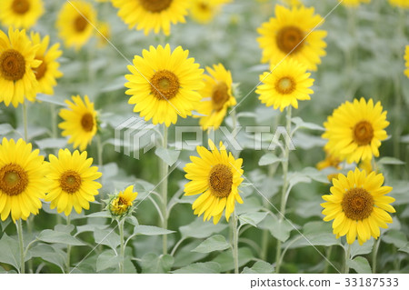 sunflower	 33187533