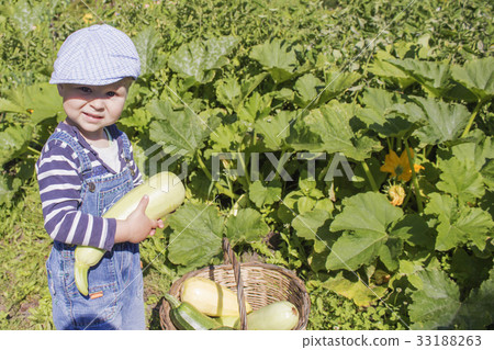 a little boy collects the zucchini a little boy collects the zucchini 33188263