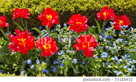 Beautiful Tulips and Forget Me Not flowers 33188432