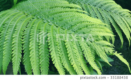 Natural green fresh fern branch Natural green fresh fern branch 33188438