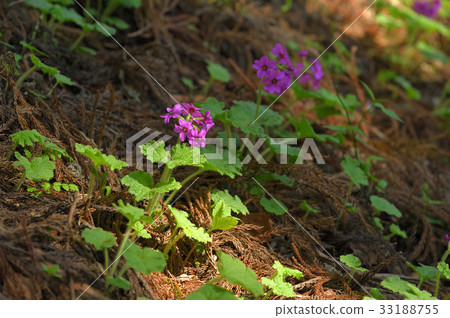 Cuckoo blooming in the sunbeams of a cedar forest 33188755