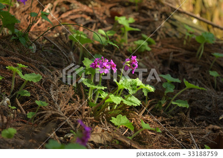 Cuckoo blooming in the sunbeams of a cedar forest 33188759