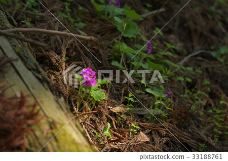 Cuckoo blooming in the sunbeams of a cedar forest 33188761