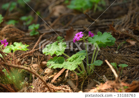 Cuckoo blooming in the sunbeams of a cedar forest 33188763