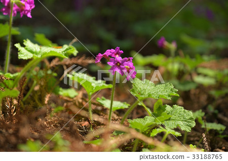 Cuckoo blooming in the sunbeams of a cedar forest Cuckoo blooming in the sunbeams of a cedar forest 33188765