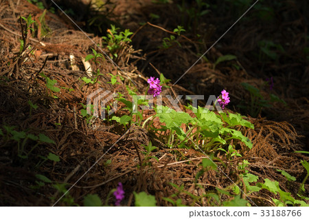 Cuckoo blooming in the sunbeams of a cedar forest 33188766