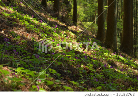 Cuckoo blooming in the sunbeams of a cedar forest 33188768