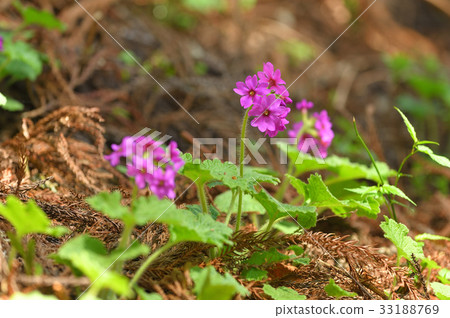 Cuckoo blooming in the sunbeams of a cedar forest Cuckoo blooming in the sunbeams of a cedar forest 33188769