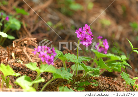 Cuckoo blooming in the sunbeams of a cedar forest 33188770