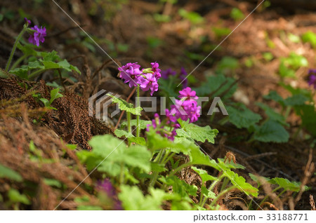 Cuckoo blooming in the sunbeams of a cedar forest 33188771