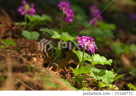 Cuckoo blooming in the sunbeams of a cedar forest Cuckoo blooming in the sunbeams of a cedar forest 33188772