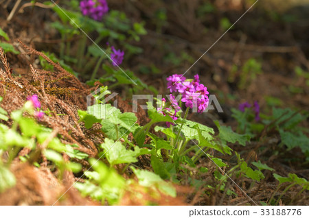 Cuckoo blooming in the sunbeams of a cedar forest 33188776