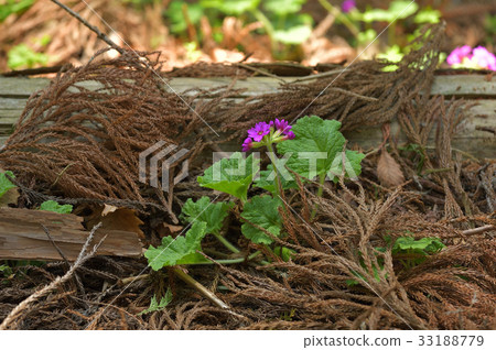 Cuckoo blooming in the sunbeams of a cedar forest Cuckoo blooming in the sunbeams of a cedar forest 33188779