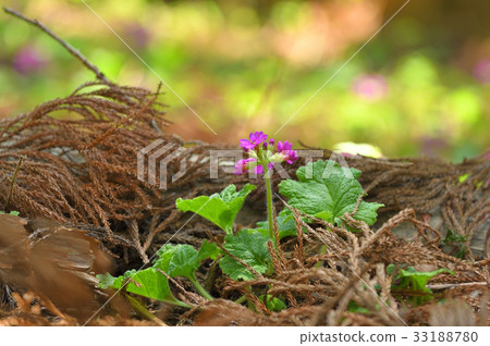 Cuckoo blooming in the sunbeams of a cedar forest Cuckoo blooming in the sunbeams of a cedar forest 33188780