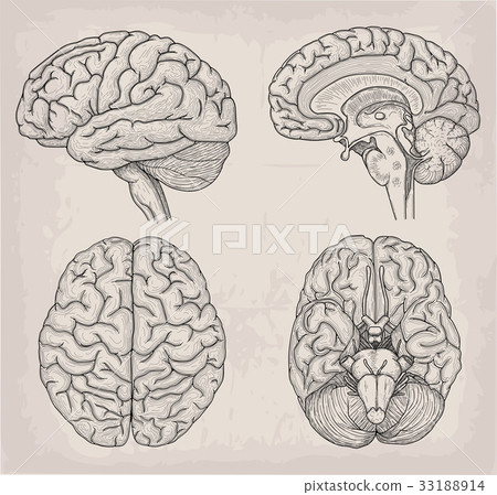 Anatomical Brain illustration. Medicine, Vector 33188914
