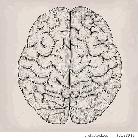 Anatomical Brain hand drawn organ sketch 33188915