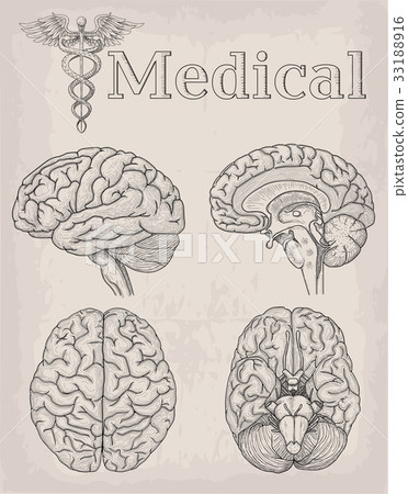 Anatomical Brain organ illustration. Medicine 33188916