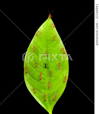 Black ant among red ants on leaf 33188941