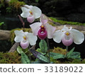 Paphiopedilum Derenatiy 33189022