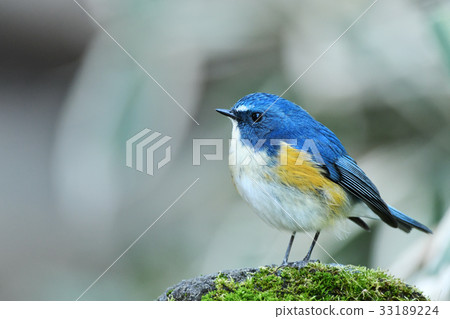 Ruribitaki的男性 33189224