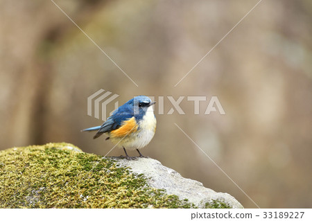 Male of Ruribitaki 33189227