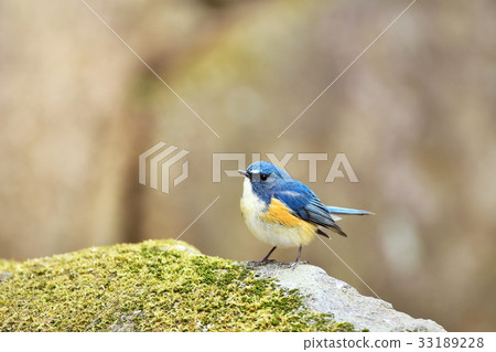 Ruribitaki的男性 33189228