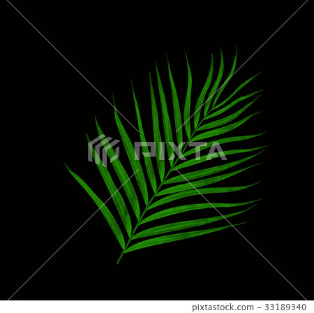 Green lea of palm tree isolated on black Green lea of palm tree isolated on black 33189340