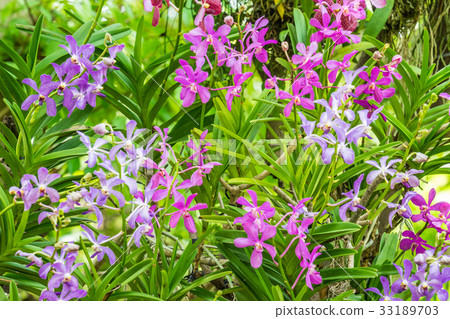 Various kinds of orchid flowers Various kinds of orchid flowers 33189703