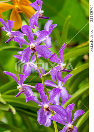 Closeup purple orchid flower Closeup purple orchid flower 33189704