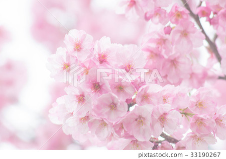 河津櫻花 河津櫻花 33190267