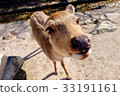 好奇的小鹿 33191161
