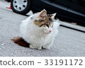 看在旁邊的貓 33191172