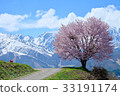 白馬山和櫻花 33191174