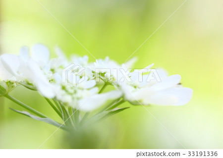 花 花 33191336